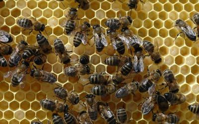 El Gobierno convoca las ayudas para mejorar la producción y comercialización de la miel en Cantabria