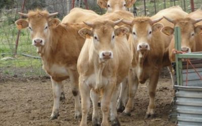AVANCE EN LA AMPLIACIÓN DE LA IGP “CARNE DE CANTABRIA” CON 4 RAZAS MÁS