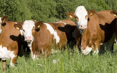 La UE autoriza cuatro razas más en la IGP “Carne de Cantabria”