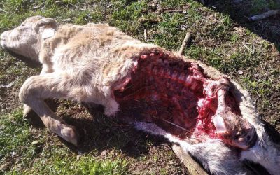 Las Organizaciones Agrarias presentan recurso contencioso-administrativo contra la orden del lobo ante la Audiencia Nacional