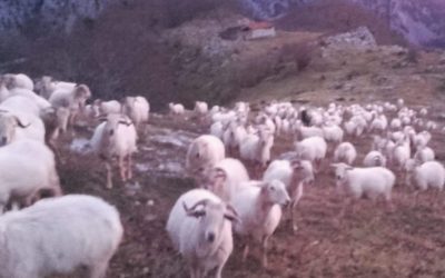 CONVOCADAS LAS AYUDAS A FOMENTAR LA CONSERVACIÓN Y PROMOCIÓN DE RAZAS AUTÓCTONAS DE GANADO OVINO Y CAPRINO DE CANTABRIA