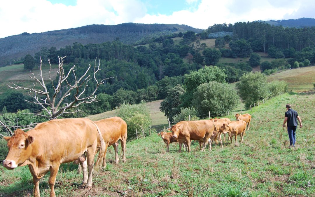 Ayudas a la primera instalación de agricultores jóvenes y la modernización de las explotaciones agrarias en Cantabria en el año 2022