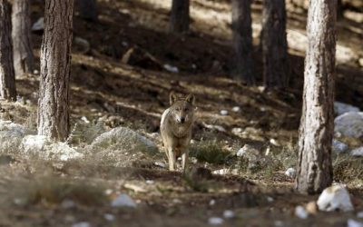 PUBLICADAS LAS AYUDAS POR SERVICIOS AMBIENTALES EN ZONAS CON PRESENCIA DE LOBOS
