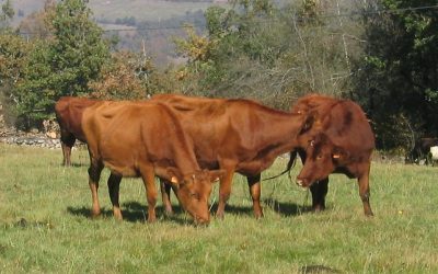 JORNADA SOBRE LA VACA PASIEGA EL 29 DE MARZO EN EL CIFA