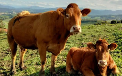 Apoyo a la promoción de razas puras de ganado bovino de Cantabria para el año 2022