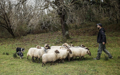 DEMOSTRACIÓN DE PASTOREO CON PERRO BORDER COLLIE EN POLACIONES
