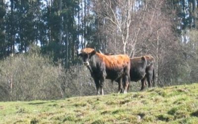 Apoyo a la promoción de razas puras de ganado bovino de Cantabria para el año 2021