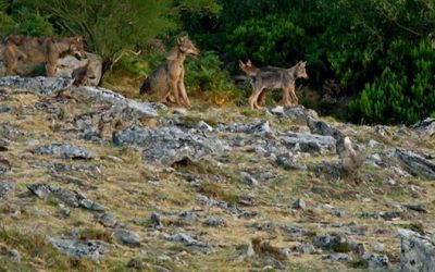 UGAM-COAG SE ADHIERE A LAS ACCIONES QUE TOME LA CONSEJERÍA DE GANADERÍA PARA DEFENDER EL PLAN DE GESTION DEL LOBO DE CANTABRIA