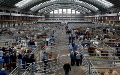 SE REANUDA LA ACTIVIDAD NORMAL EN EL MERCADO NACIONAL DE GANADOS