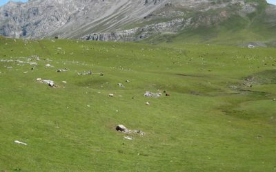 AVISO PARA DESPLAZAMIENTOS DE GANADO FUERA DE CANTABRIA