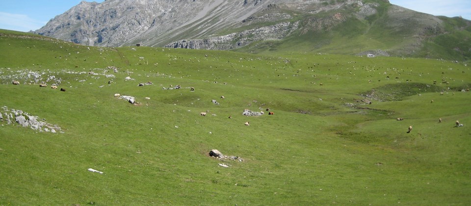 AVISO PARA DESPLAZAMIENTOS DE GANADO FUERA DE CANTABRIA