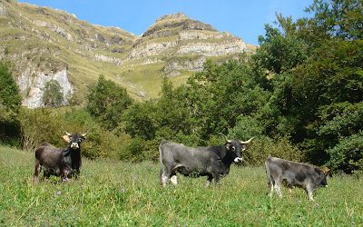Campoo se libera de restricciones en brucelosis