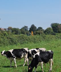 Te informamos de la ayuda para los productores lácteos.