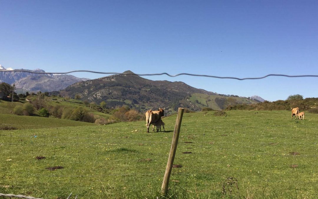 COAG RECHAZA FRONTALMENTE LA CONVERGENCIA DE LOS DERECHOS DE PAGO BÁSICO ESTABLECIDA EN EL REAL DECRETO SOBRE LA PAC
