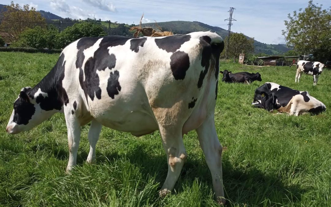 APERTURA DE PLAZO PARA SOLICITAR LAS AYUDAS DE PRODUCCIÓN LECHERA DE GANADO VACUNO LIGADA A LA TIERRA EN CANTABRIA