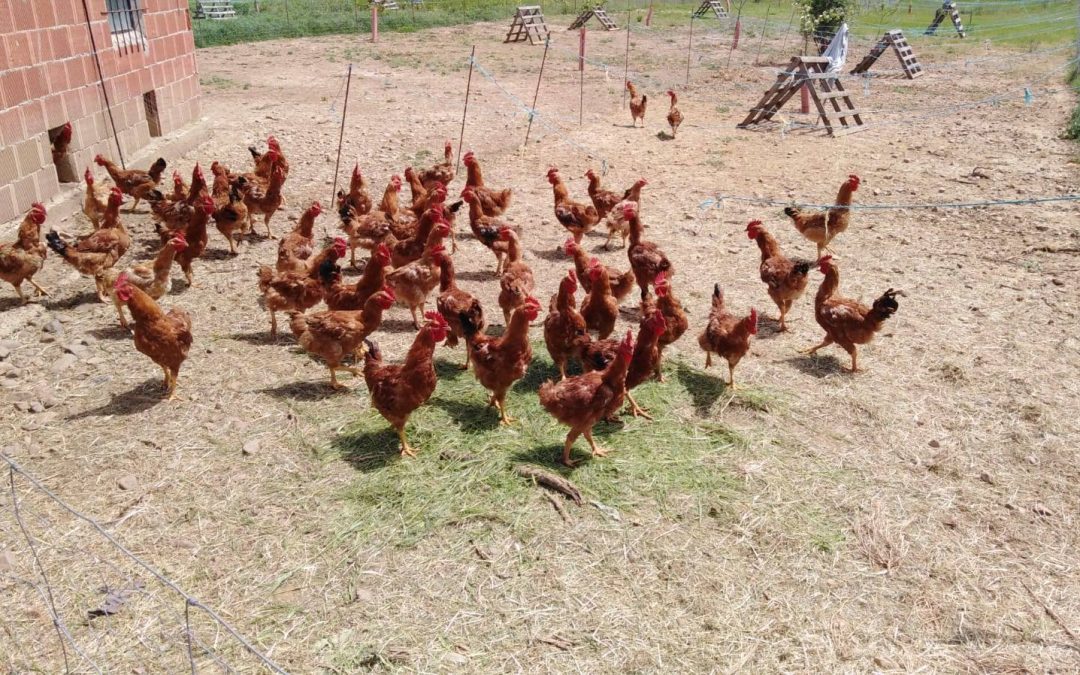 LAS PEQUEÑAS GRANJAS PODRÁN VENDER LA LECHE CRUDA Y SACRIFICAR ANIMALES EN CASA PARA LA VENTA DE CARNE