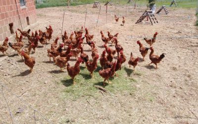 LAS PEQUEÑAS GRANJAS PODRÁN VENDER LA LECHE CRUDA Y SACRIFICAR ANIMALES EN CASA PARA LA VENTA DE CARNE