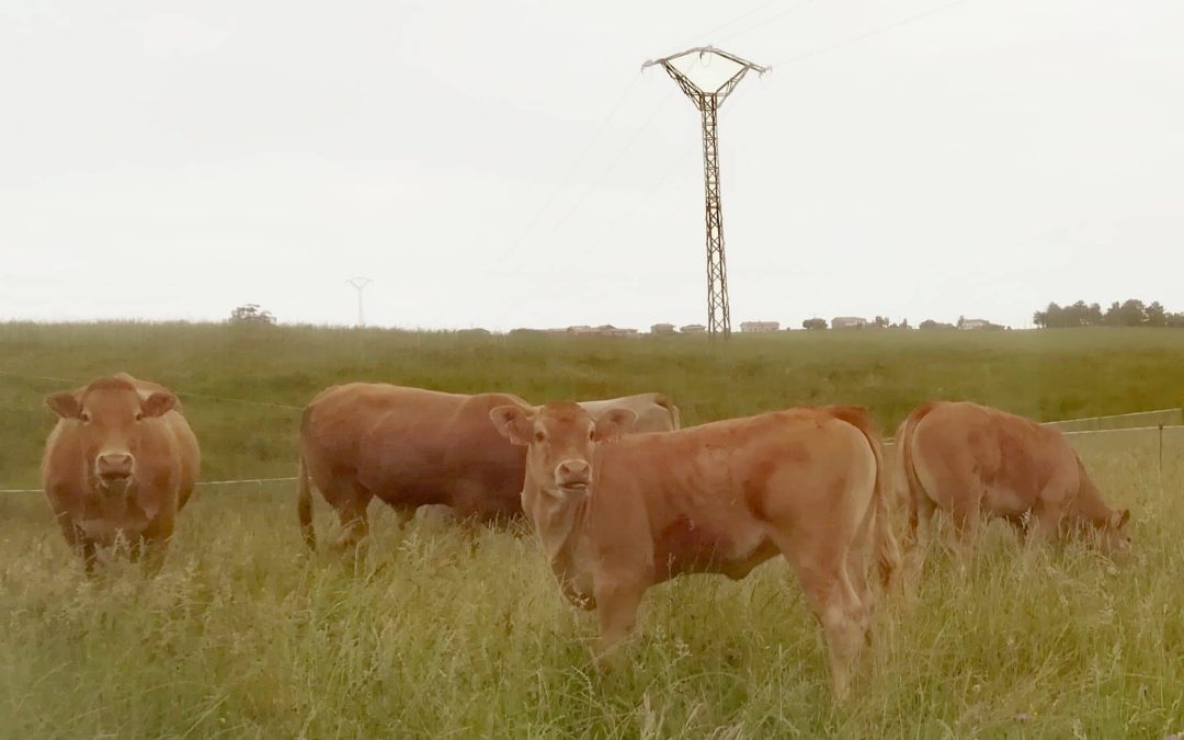 Publicadas las bases de las ayudas de mínimis para la promoción de razas puras de ganado bovino de carne en Cantabria
