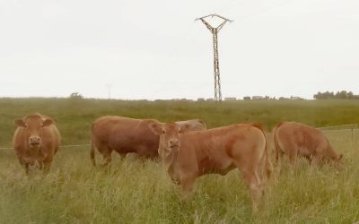 Publicadas las bases de las ayudas de mínimis para la promoción de razas puras de ganado bovino de carne en Cantabria