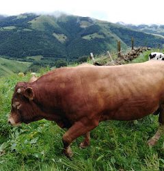 APERTURA DE PLAZO PARA SOLICITAR LAS AYUDAS DE PROMOCIÓN DE RAZAS PURAS DE GANADO DE CARNE DE CANTABRIA