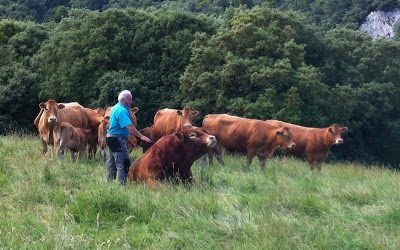 la Sociedad El Cajigal, es una de las afectadas, con 71 animales sacrificados