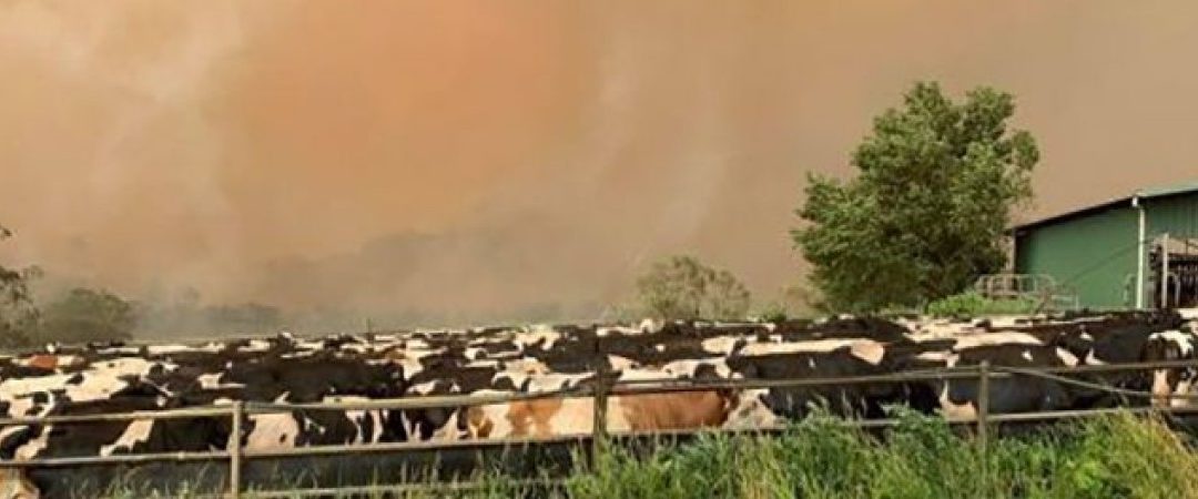 LAS INDUSTRIAS LÁCTEAS AUSTRALIANAS ESTÁN OBLIGADAS A HACER PÚBLICO EL PRECIO MÍNIMO PAGADO AL GANADERO Y LAS CONDICIONES DE COMPRA DE LA LECHE
