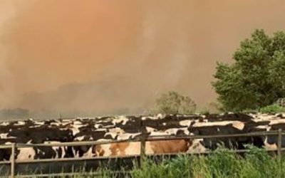 LAS INDUSTRIAS LÁCTEAS AUSTRALIANAS ESTÁN OBLIGADAS A HACER PÚBLICO EL PRECIO MÍNIMO PAGADO AL GANADERO Y LAS CONDICIONES DE COMPRA DE LA LECHE