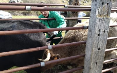 MODIFICACIÓN DE LAS BASES DE LA AYUDA A LOS GANADEROS QUE REALIZAN LA CAMPAÑA DE SANEAMIENTO A TRAVÉS DE SU VETERINARIO DE EXPLOTACIÓN