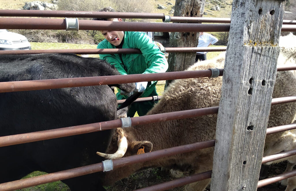 MODIFICACIÓN DE LAS BASES DE LA AYUDA A LOS GANADEROS QUE REALIZAN LA CAMPAÑA DE SANEAMIENTO A TRAVÉS DE SU VETERINARIO DE EXPLOTACIÓN