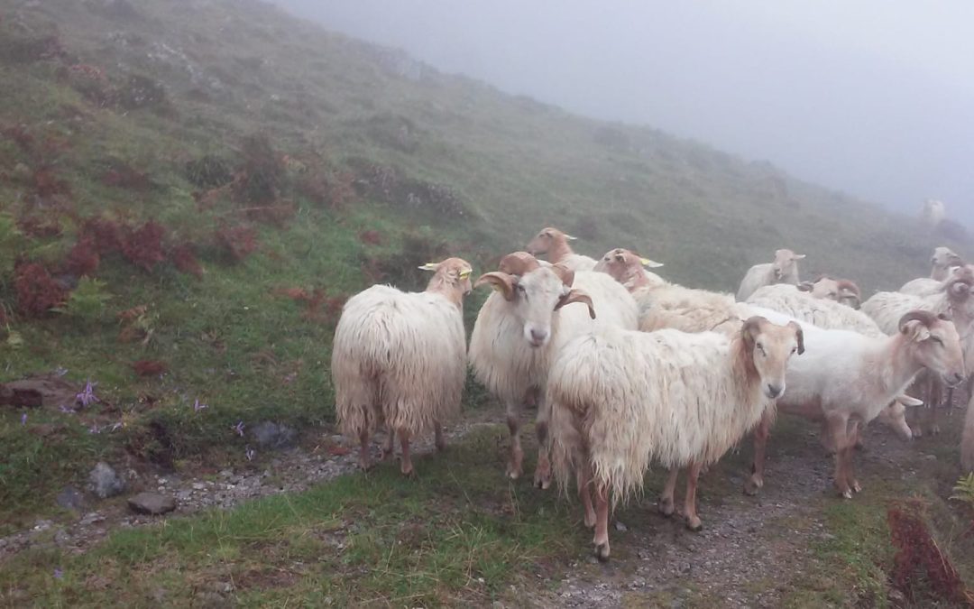EL MINISTERIO DE AGRICULTURA, PESCA Y ALIMENTACIÓN ESTABLECERÁ AYUDAS ESTATALES DESTINADAS, EN EL AÑO 2020, A LA SALIDA DE CORDEROS Y CABRITOS DE LAS EXPLOTACIONES PARA SU SACRIFICIO