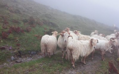 EL MINISTERIO DE AGRICULTURA, PESCA Y ALIMENTACIÓN ESTABLECERÁ AYUDAS ESTATALES DESTINADAS, EN EL AÑO 2020, A LA SALIDA DE CORDEROS Y CABRITOS DE LAS EXPLOTACIONES PARA SU SACRIFICIO