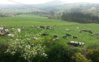 EL FEGA FIJA LOS IMPORTES PROVISIONALES PARA LAS AYUDAS ASOCIADAS AL VACUNO DE LECHE, VACA NODRIZA, OVINO, CAPRINO Y DERECHOS ESPECIALES DE OVINO Y CAPRINO