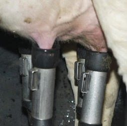 UGAM-COAG FELICITA AL GOBIERNO DE CANTABRIA POR SANCIONAR A VARIAS GRANDES SUPERFICIES QUE VENDIERON LECHE A PÉRDIDAS