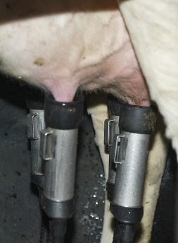UGAM-COAG FELICITA AL GOBIERNO DE CANTABRIA POR SANCIONAR A VARIAS GRANDES SUPERFICIES QUE VENDIERON LECHE A PÉRDIDAS