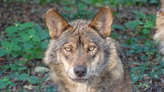 Cantabria, Asturias, Galicia y Castilla y León paralizan la propuesta del MITECO de incrementar la protección del lobo ibérico
