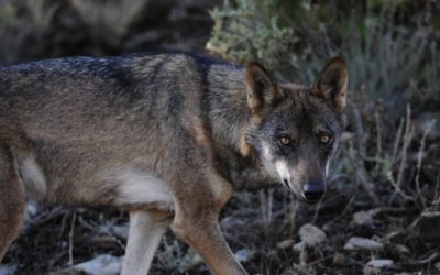 CANTABRIA, ASTURIAS, GALICIA Y CASTILLA Y LEÓN RECHAZAN AUMENTAR LA PROTECCIÓN DEL LOBO