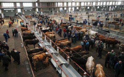 EL FERIAL DE GANADOS DE TORRELAVEGA REABRE SUS PUERTAS EL MARTES 2 DE JUNIO SOLO PARA PROFESIONALES