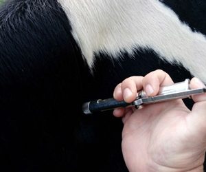 ABIERTO EL PLAZO PARA LAS AYUDA A LOS GANADEROS QUE REALIZAN LA CAMPAÑA DE SANEAMIENTO MEDIANTE VETERINARIO DE EXPLOTACIÓN AUTORIZADO