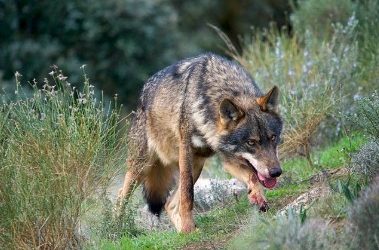 CANTABRIA Y OTRAS COMUNIDADES AUTÓNOMAS PRESENTAN DATOS DEL CENSO DE LOBOS AL MINISTERIO