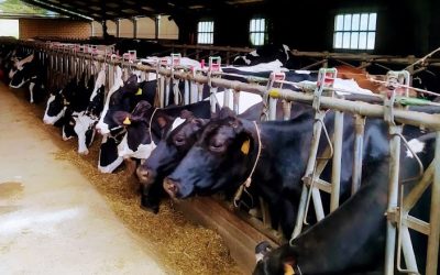 EL PLAN SANITARIO INTEGRAL Y EL VETERINARIO DE EXPLOTACIÓN SERÁN VOLUNTARIOS