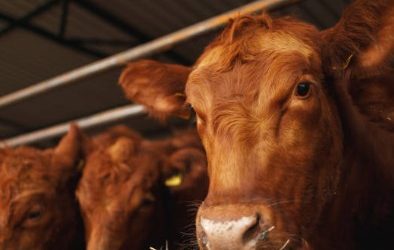 AYUDAS ASOCIADAS PARA LAS EXPLOTACIONES DE VACUNO DE CEBO