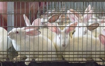 APOYO A LAS PEQUEÑAS Y MEDIANAS EXPLOTACIONES DE CRÍA DE CONEJOS EN CANTABRIA