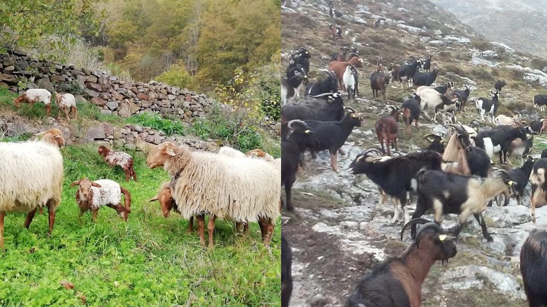 APOYO A LA CONSERVACIÓN Y PROMOCIÓN DE RAZAS AUTÓCTONAS OVINO-CAPRINAS EN CANTABRIA