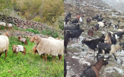 APOYO A LA CONSERVACIÓN Y PROMOCIÓN DE RAZAS AUTÓCTONAS OVINO-CAPRINAS EN CANTABRIA