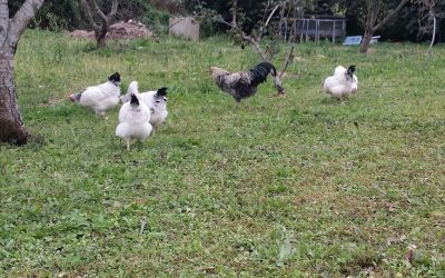 REGISTRO DE GALLINAS Y POLLOS DE AUTOCONSUMO