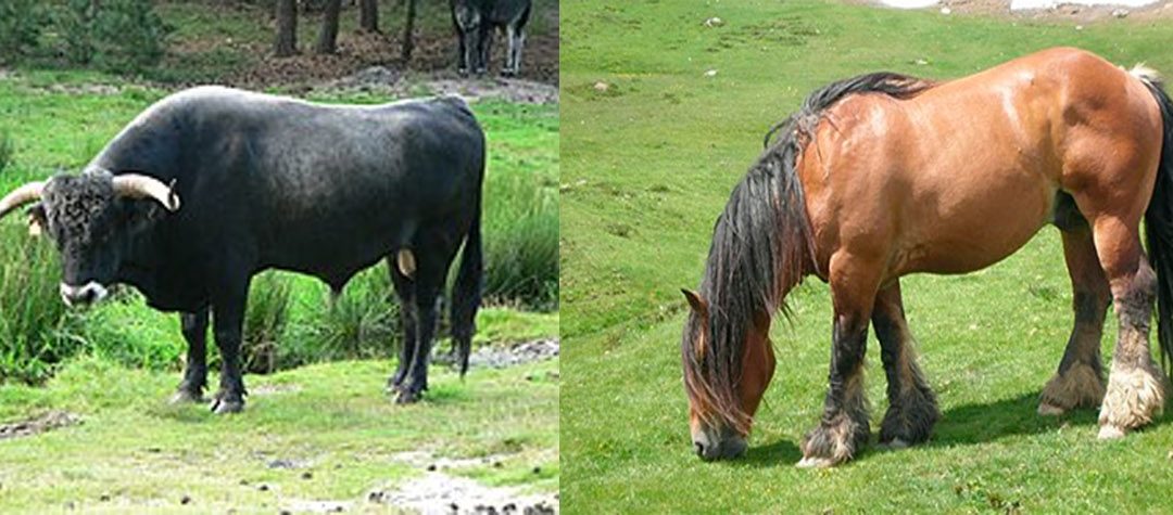 AYUDAS DE MÍNIMIS PARA ESTIMULAR EL CEBO DE TERNEROS Y POTROS MACHOS DE LAS RAZAS LOCALES AMENAZADAS DE CANTABRIA