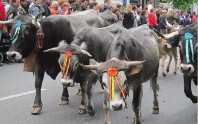 SANTANDER CELEBRA EL REGRESO DE LA PASÁ, UNA TRADICIÓN GANADERA ÚNICA