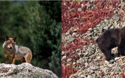 PUBLICADAS LAS AYUDAS PARA COMPATIBILIZAR LA GANADERÍA EXTENSIVA CON LA CONSERVACIÓN DEL LOBO Y EL OSO EN CANTABRIA