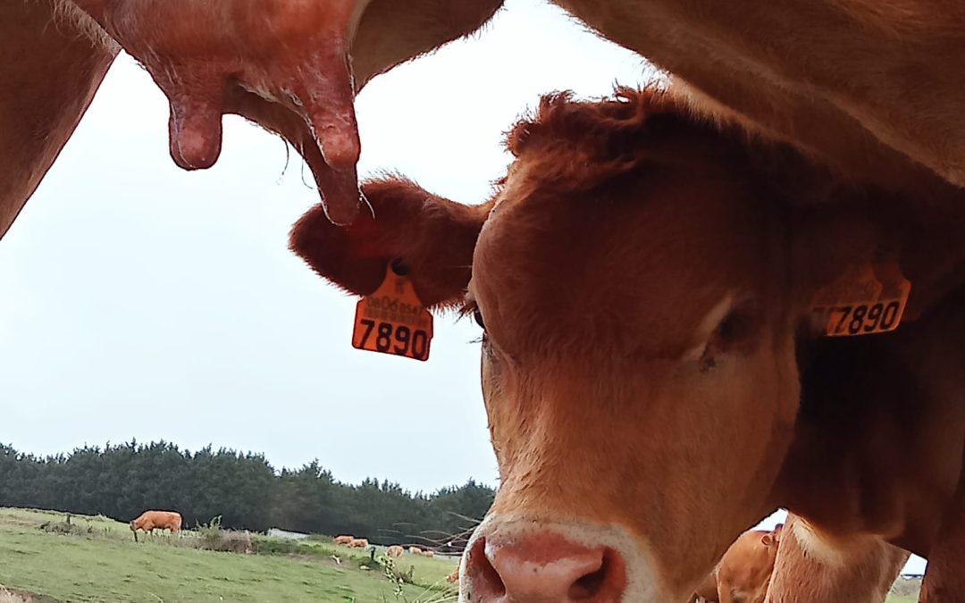 Planas impone el crotal electrónico para el vacuno y añade un coste innecesario a la carne de ternera