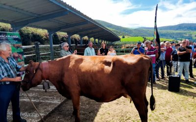 LA RAZA PASIEGA BRILLA EN LA FERIA DE LOS SANTOS MÁRTIRES DE SAN PEDRO DEL ROMERAL